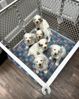 Photo №4. Je vais vendre petit brabançon en ville de Bayroit. annonce privée - prix - 580€