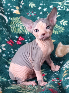 Photo №1. sphynx - à vendre en ville de Helsinki | 350€ | Annonce № 140887