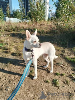 Photos supplémentaires: Chien calme et très beau, 1 an