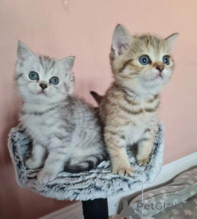 Photo №1. scottish fold - à vendre en ville de Brondby | Gratuit | Annonce № 172847