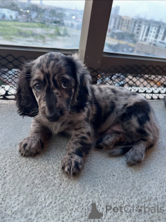 Photo №1. teckel - à vendre en ville de Hambourg | négocié | Annonce №144429