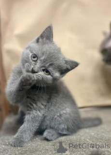 Photo №1. british shorthair - à vendre en ville de Wiesbaden | 250€ | Annonce № 95796