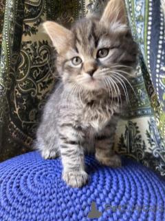 Photo №1. sibérien - à vendre en ville de Baden-Baden | 350€ | Annonce № 150513