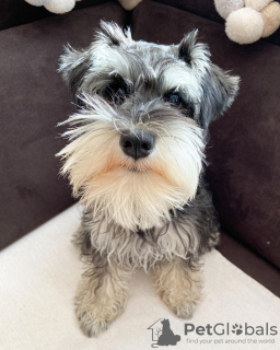 Photo №4. Je vais vendre schnauzer miniature en ville de Филадельфия. éleveur - prix - 473€