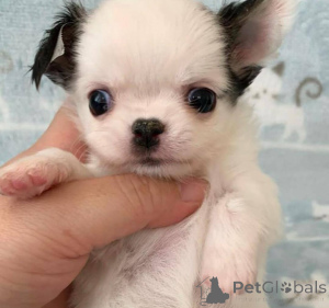 Photo №1. chihuahua - à vendre en ville de Miami | négocié | Annonce №139994