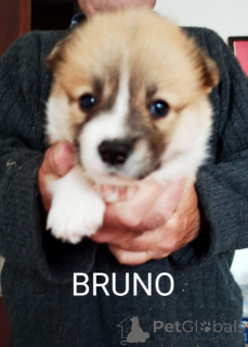 Photo №2 de l'annonce № 141396 de la vente welsh corgi - acheter à Serbie 