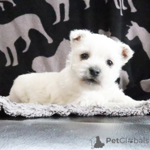 Photo №2 de l'annonce № 164584 de la vente west highland white terrier - acheter à USA annonce privée