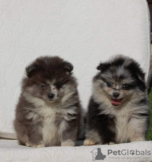 Photos supplémentaires: Chiots Spitz de Poméranie