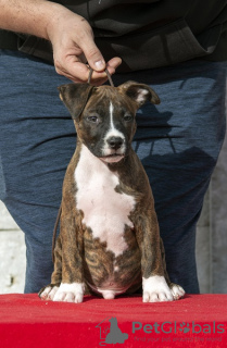 Photos supplémentaires: Chiots American Staffordshire Terrier d'origine internationale