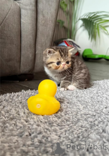 Photo №1. exotic shorthair - à vendre en ville de Karsdorf | 350€ | Annonce № 153858