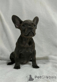 Photo №2 de l'annonce № 116913 de la vente bouledogue - acheter à Serbie éleveur