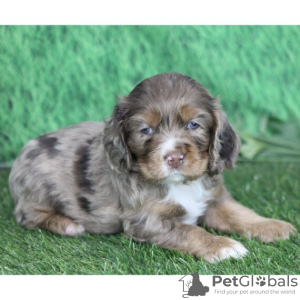 Photo №3. COCKER SPANIEL À VENDRE. Colombie