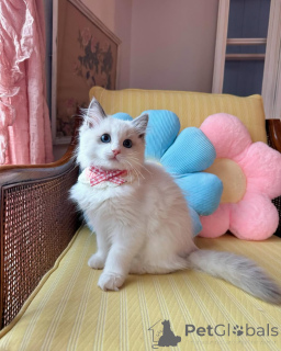 Photo №1. ragdoll - à vendre en ville de Alsdorf | 750€ | Annonce № 152721