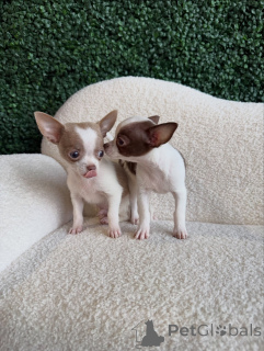 Photo №1. chihuahua - à vendre en ville de Munich | négocié | Annonce №167155