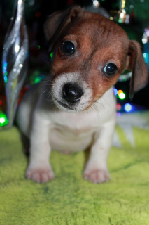 Photo №3. Jack Russell Terrier. Fédération de Russie