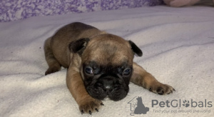Photo №3. Garçon bouledogue français. Ukraine