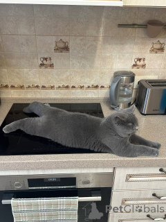 Photo №3. Chaton britannique mâle à poil court. Allemagne