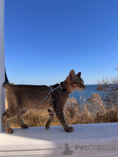 Photo №2 de l'annonce № 155313 de la vente chausie - acheter à Fédération de Russie de la fourrière