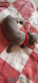 Photo №4. Je vais vendre chihuahua en ville de Гамбург.  - prix - 900€