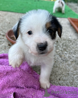 Photo №3. Jack Russell Terrier rugueux. Serbie