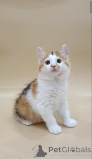 Photo №1. bobtail des kouriles - à vendre en ville de Varsovie | négocié | Annonce № 146000