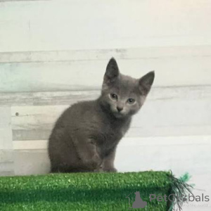 Photo №1. bleu russe - à vendre en ville de Krupki | négocié | Annonce № 173600