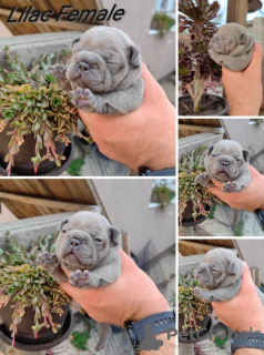 Photos supplémentaires: Chiots bouledogues français exotiques