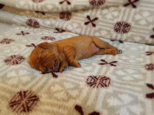 Photo №1. cavalier king charles spaniel - à vendre en ville de Nizhny Novgorod | négocié | Annonce №6120