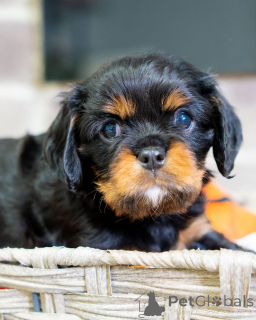 Photo №1. cavalier king charles spaniel - à vendre en ville de Lintgen | négocié | Annonce №157217