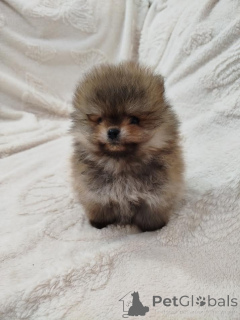 Photo №3. Beau ours boo. Serbie