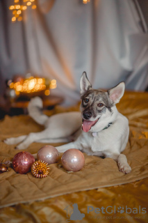 Photo №4. Je vais vendre chien bâtard en ville de Москва. annonce privée - prix - Gratuit