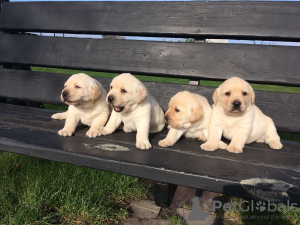 Photo №1. labrador retriever - à vendre en ville de Berlin | 1500€ | Annonce №43015