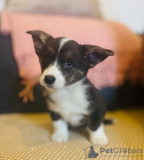 Photo №1. welsh corgi - à vendre en ville de Зальцбург | 350€ | Annonce №60320