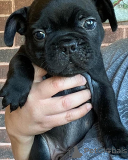 Photo №1. bouledogue - à vendre en ville de Штутгарт | 360€ | Annonce №127364