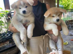 Photo №1. akita (chien) - à vendre en ville de Árskógssandur | Gratuit | Annonce №169605