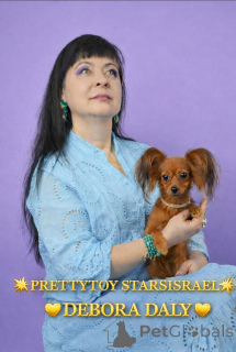 Photo №1. petit chien russe - à vendre en ville de Haïfa | 1938€ | Annonce №163672