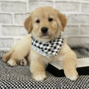 Photo №2 de l'annonce № 127691 de la vente golden retriever - acheter à USA éleveur