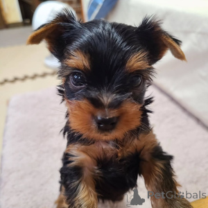 Photo №3. Yorkshire Terrier. Allemagne
