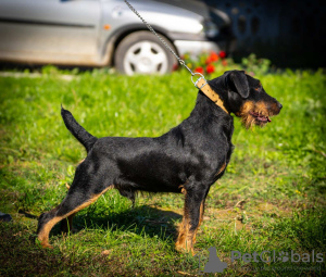 Photo №4. Je vais vendre terrier de chasse allemand en ville de Belgrade.  - prix - négocié