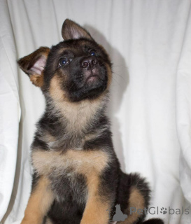 Photo №2 de l'annonce № 138808 de la vente chien bâtard - acheter à La Grande-Bretagne éleveur