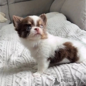 Photo №3. Chiots chihuahua tasse de thé. USA