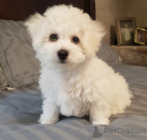 Photo №1. bichon à poil frisé - à vendre en ville de Дублин | négocié | Annonce №42576