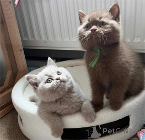 Photo №1. british shorthair - à vendre en ville de Edingen-Neckarhausen | 350€ | Annonce № 154585