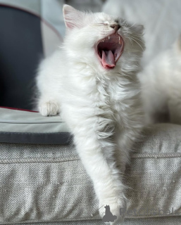 Photo №1. ragdoll - à vendre en ville de Egilsstaðir | négocié | Annonce № 155400