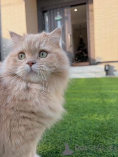 Photo №4. Je vais vendre sibérien en ville de Egilsstaðir. annonce privée - prix - négocié