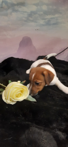 Photos supplémentaires: Chiot (femelle) Jack Russell Terrier