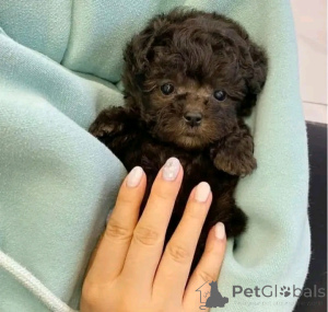 Photo №1. caniche (jouet) - à vendre en ville de Berlin | 300€ | Annonce №137140