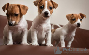 Photo №1. jack russell terrier - à vendre en ville de Berlin | 350€ | Annonce №116825