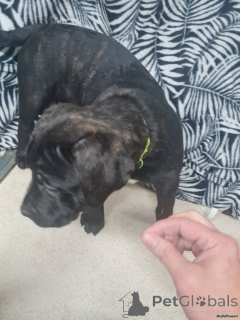 Photo №2 de l'annonce № 166185 de la vente cane corso - acheter à Allemagne 