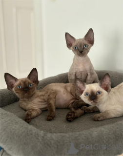 Photo №1. devon rex - à vendre en ville de Bayroit | 350€ | Annonce № 154207